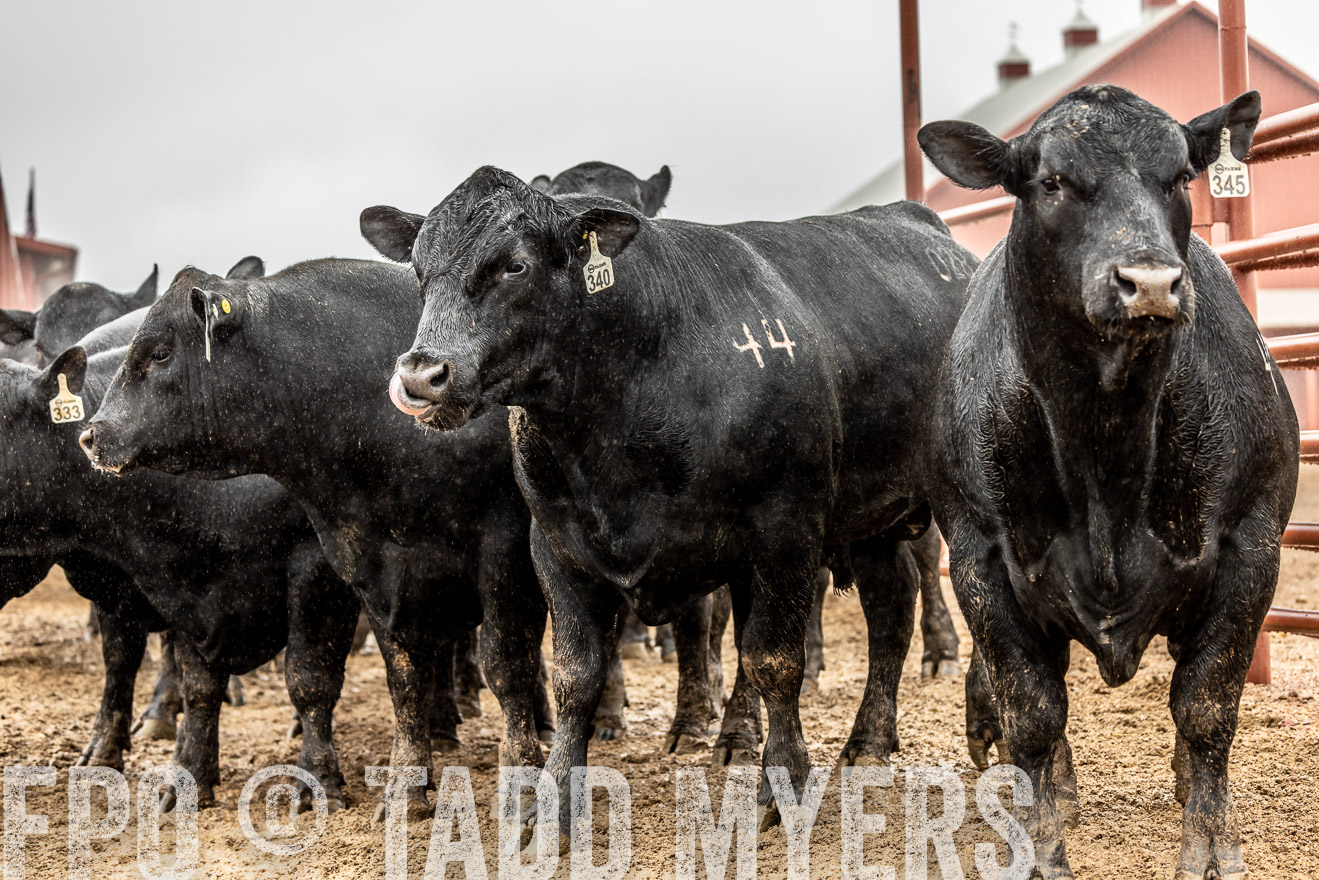 44Farms_Cameron_SpringBullSale_Feb2022-522946