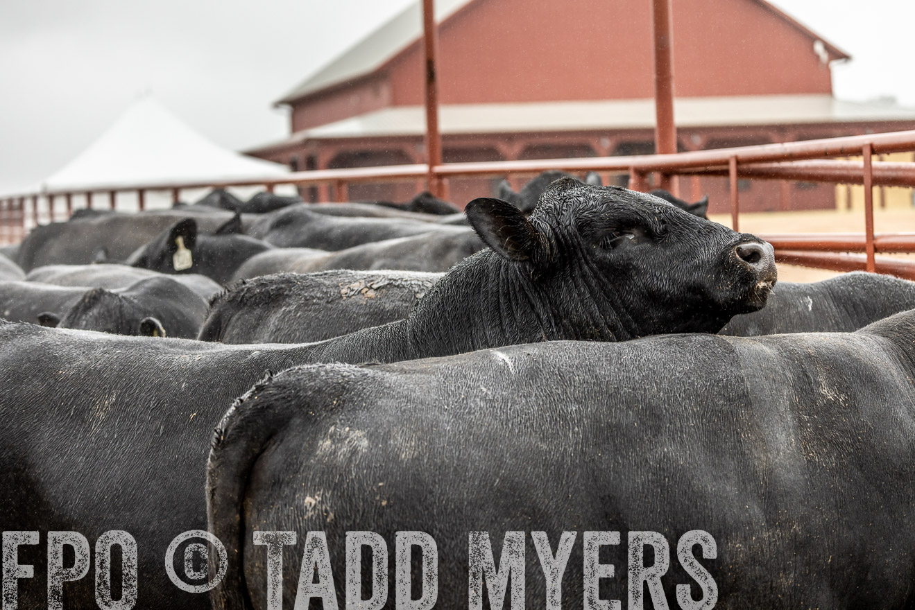 44Farms_Cameron_SpringBullSale_Feb2022-522950