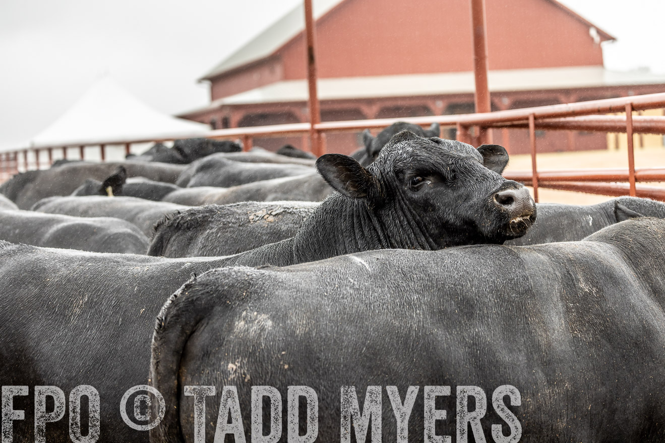 44Farms_Cameron_SpringBullSale_Feb2022-522951
