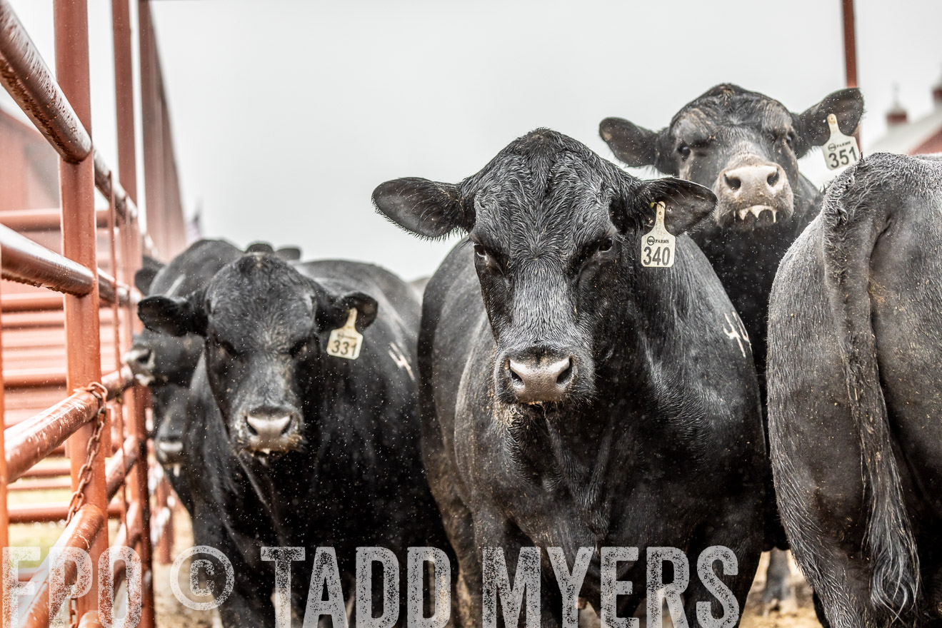 44Farms_Cameron_SpringBullSale_Feb2022-522960