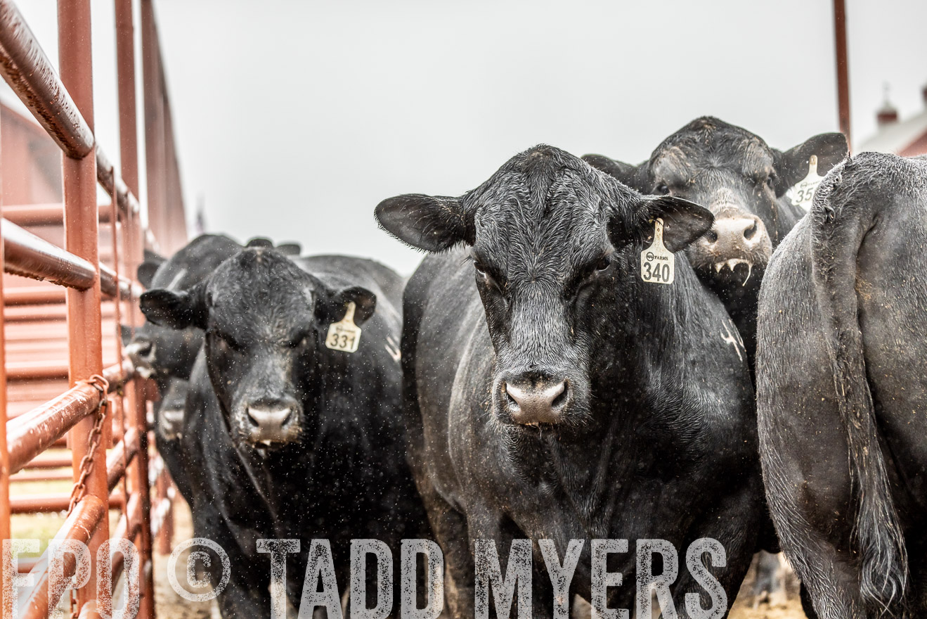 44Farms_Cameron_SpringBullSale_Feb2022-522961