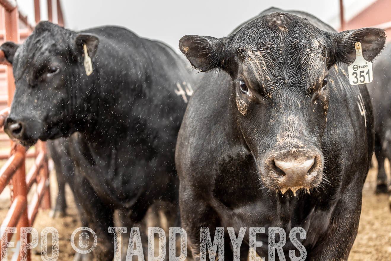 44Farms_Cameron_SpringBullSale_Feb2022-522968