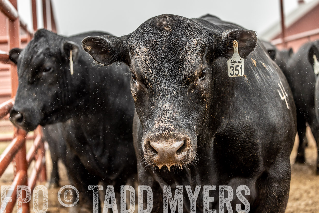 44Farms_Cameron_SpringBullSale_Feb2022-522976
