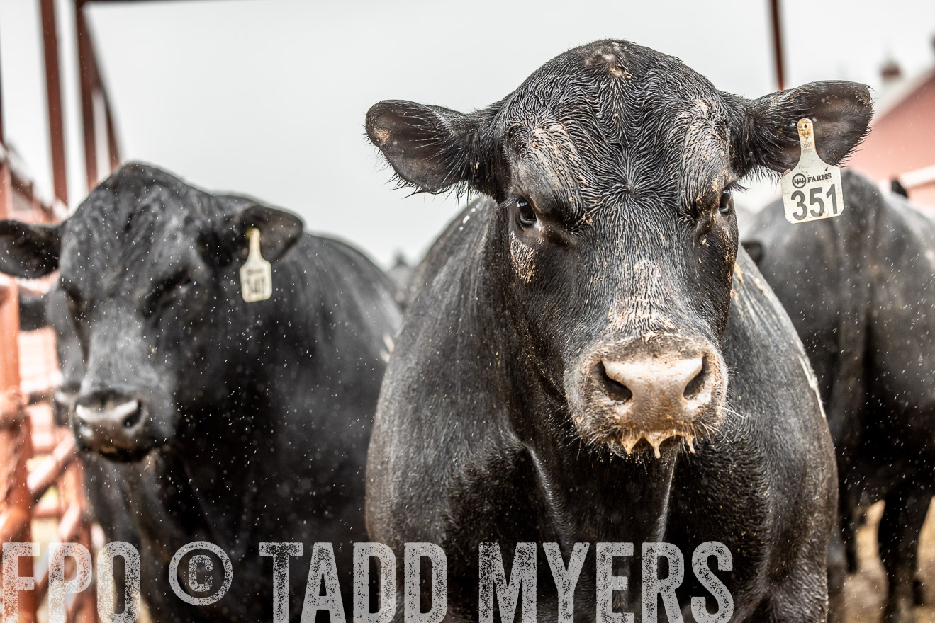44Farms_Cameron_SpringBullSale_Feb2022-522982