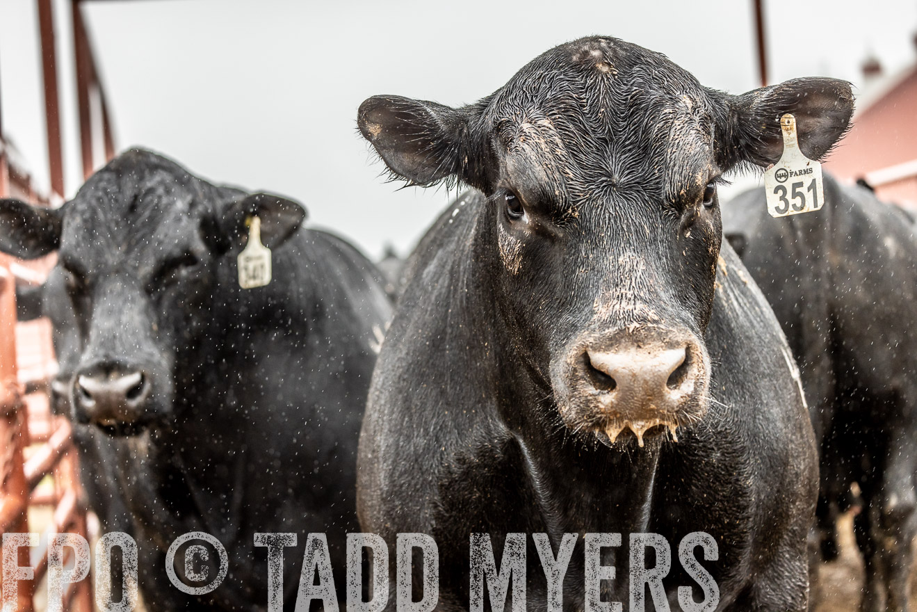 44Farms_Cameron_SpringBullSale_Feb2022-522983