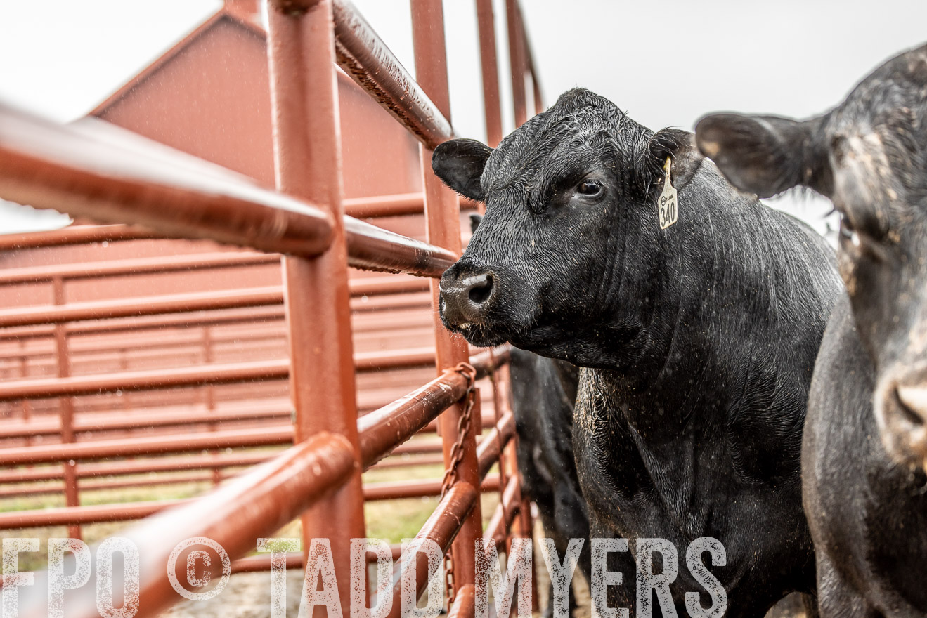44Farms_Cameron_SpringBullSale_Feb2022-522985