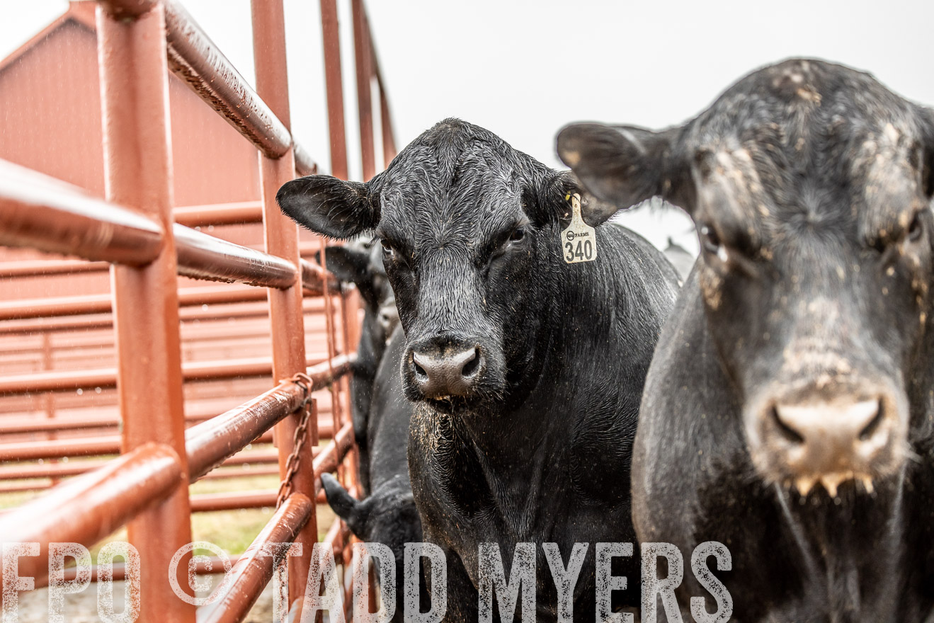 44Farms_Cameron_SpringBullSale_Feb2022-522991