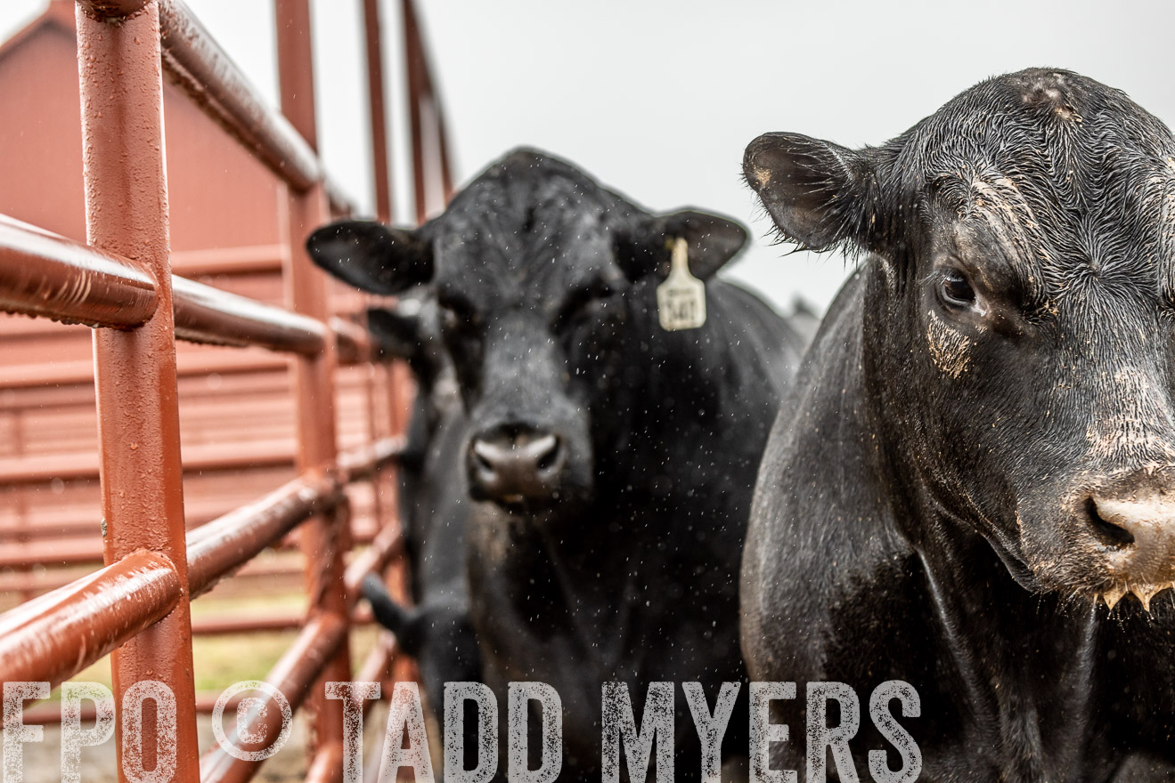 44Farms_Cameron_SpringBullSale_Feb2022-522993