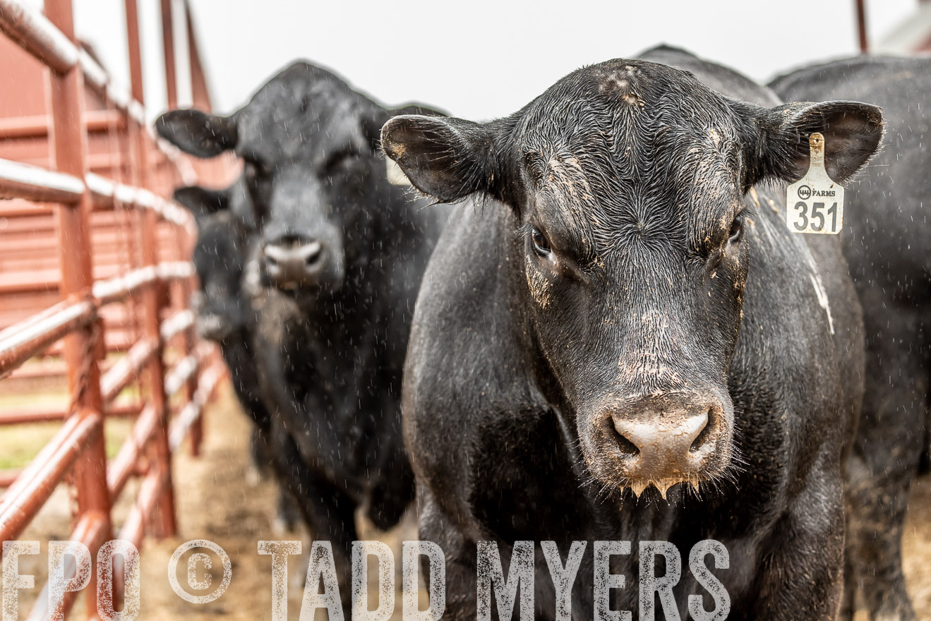 44Farms_Cameron_SpringBullSale_Feb2022-523000