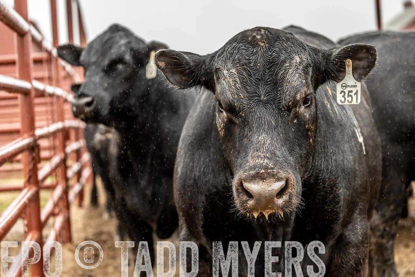 44Farms_Cameron_SpringBullSale_Feb2022-523004