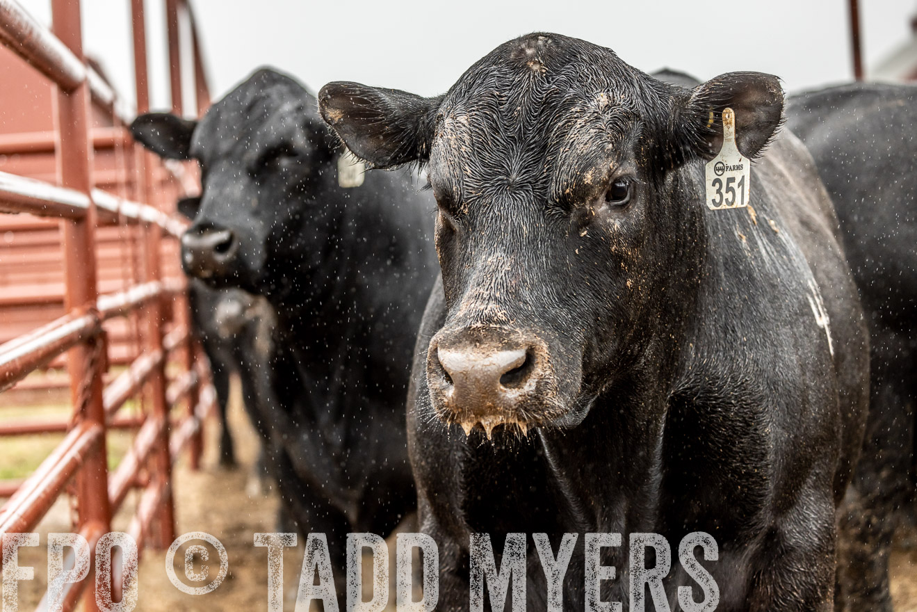 44Farms_Cameron_SpringBullSale_Feb2022-523008
