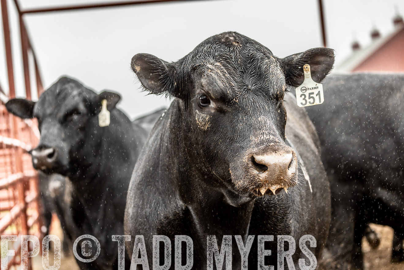 44Farms_Cameron_SpringBullSale_Feb2022-523016