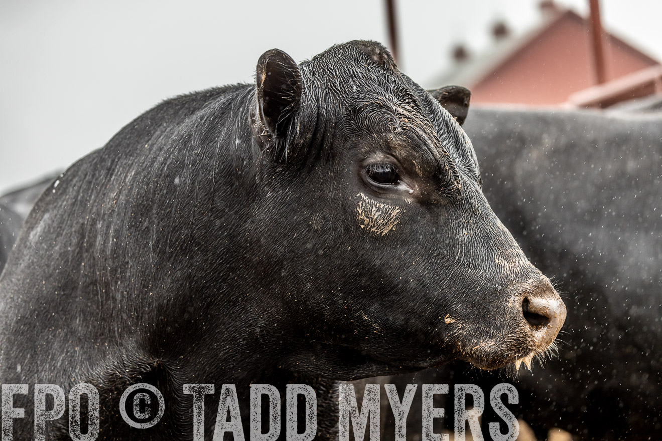 44Farms_Cameron_SpringBullSale_Feb2022-523023