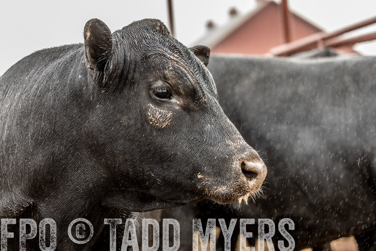 44Farms_Cameron_SpringBullSale_Feb2022-523027