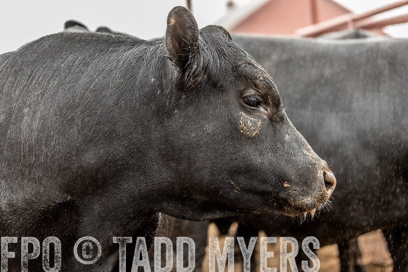 44Farms_Cameron_SpringBullSale_Feb2022-523035