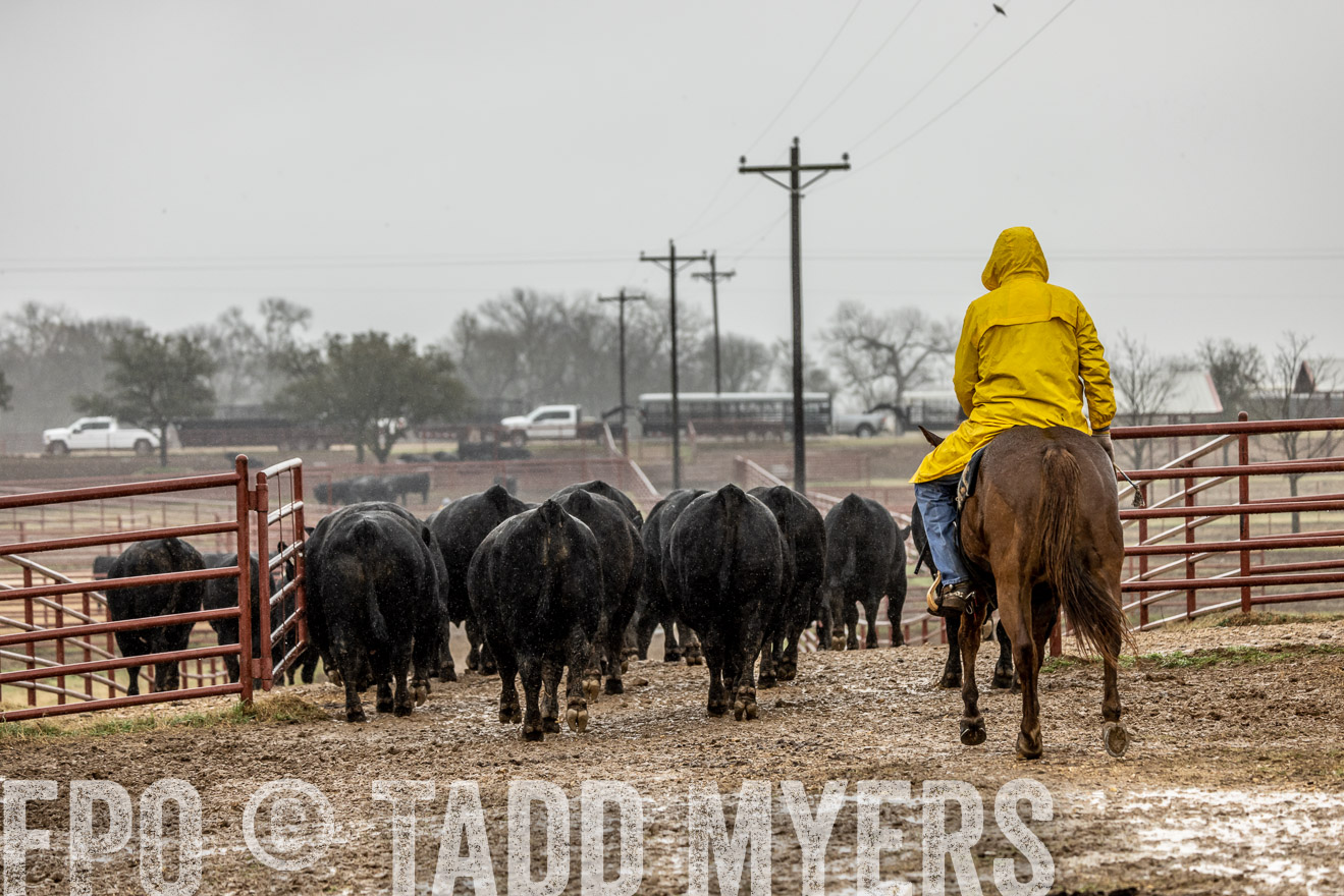 44Farms_Cameron_SpringBullSale_Feb2022-523142