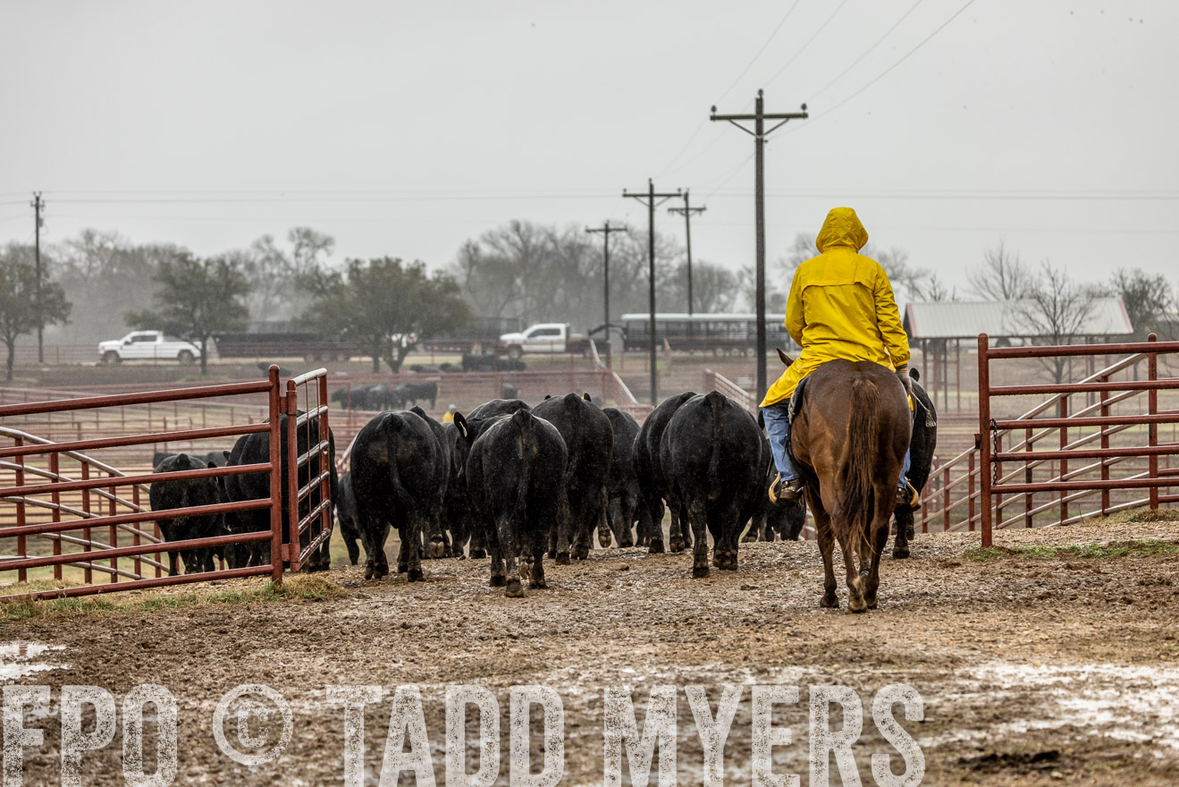 44Farms_Cameron_SpringBullSale_Feb2022-523147
