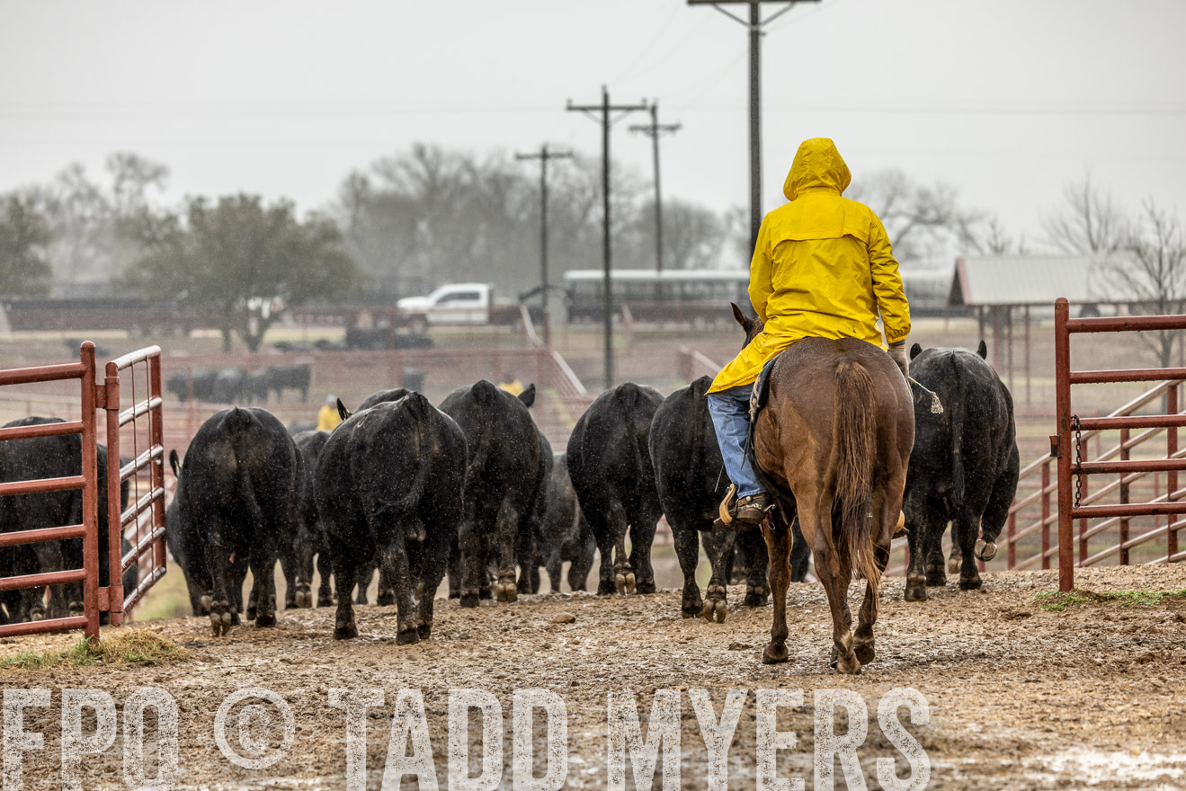 44Farms_Cameron_SpringBullSale_Feb2022-523150