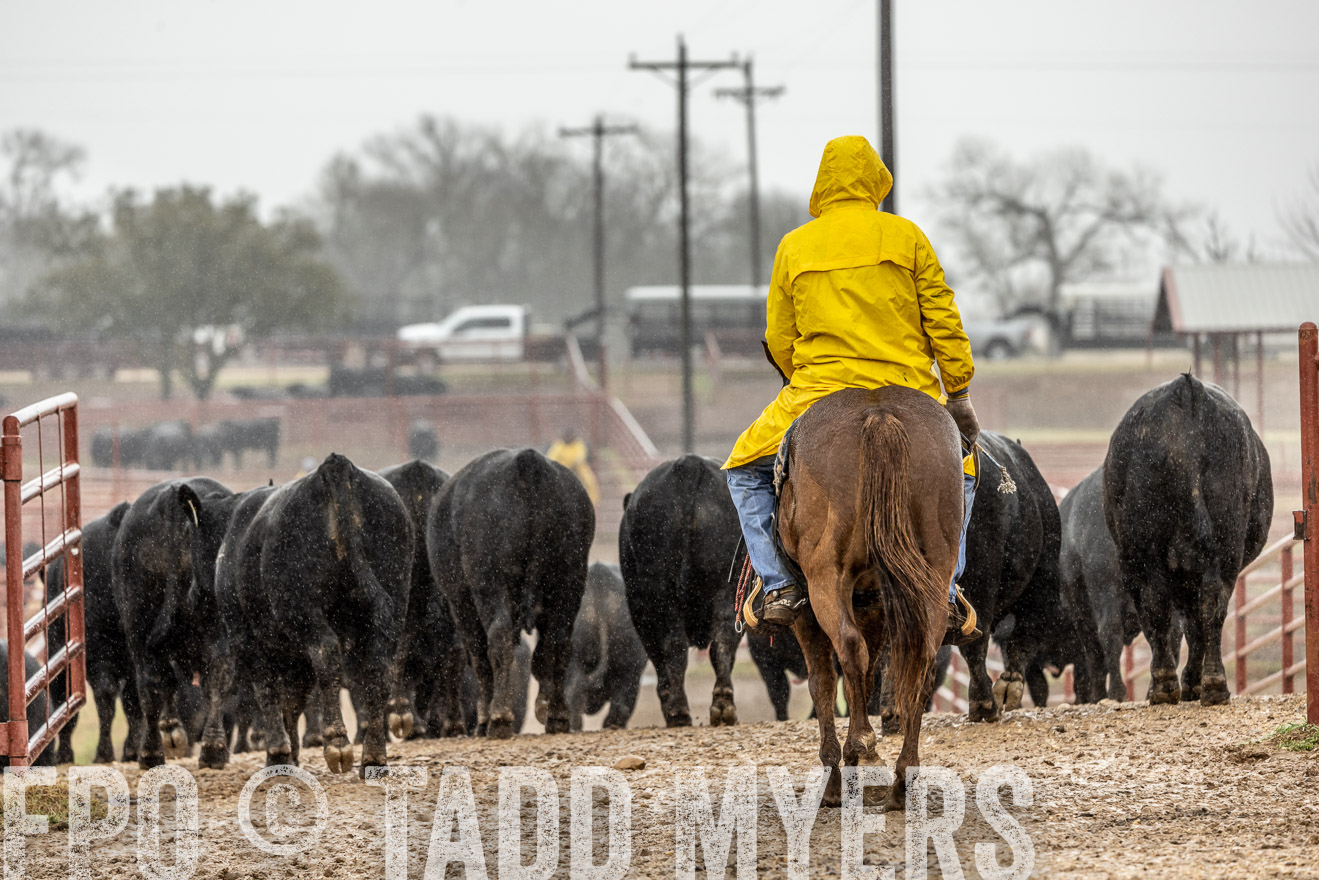 44Farms_Cameron_SpringBullSale_Feb2022-523156