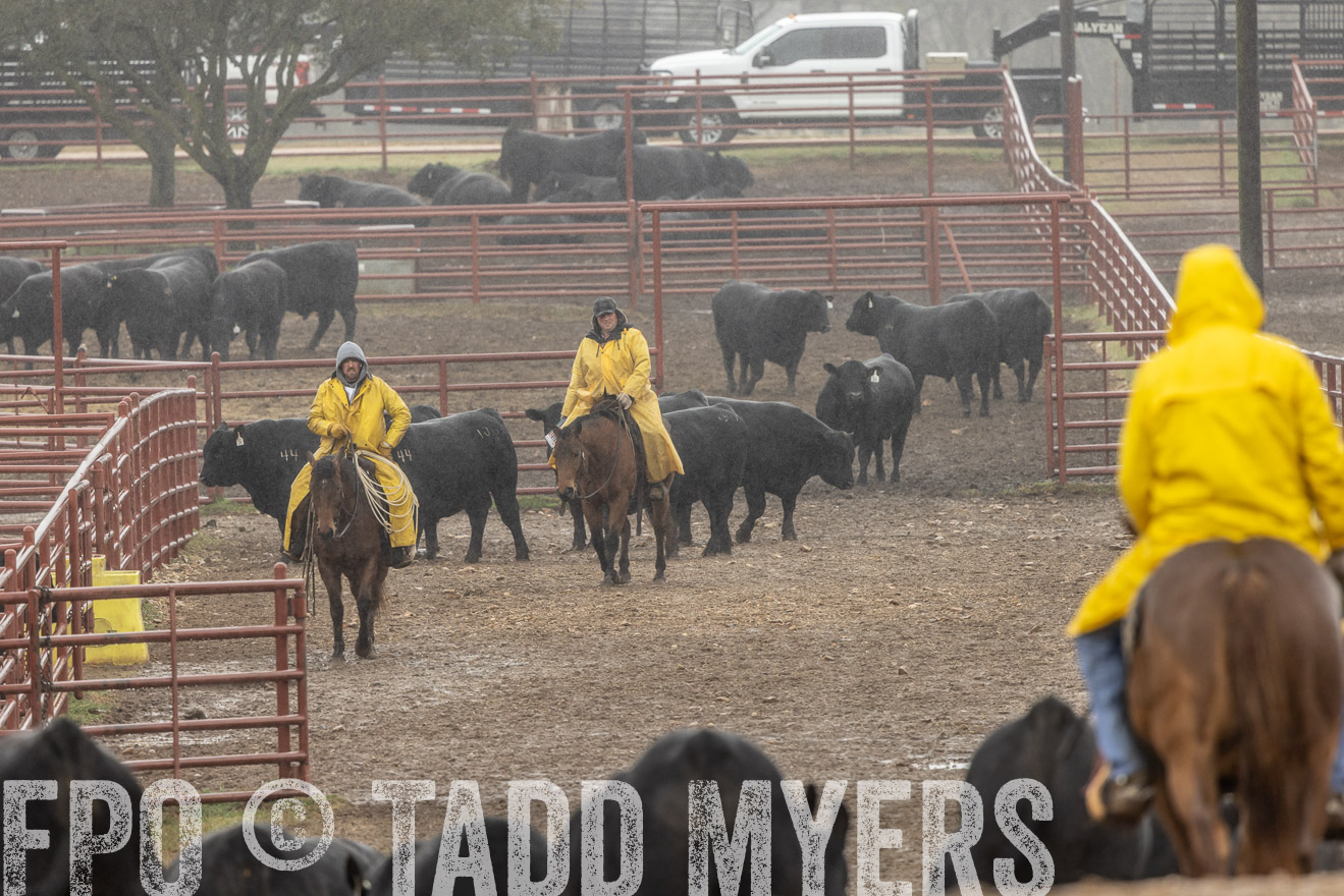 44Farms_Cameron_SpringBullSale_Feb2022-523195