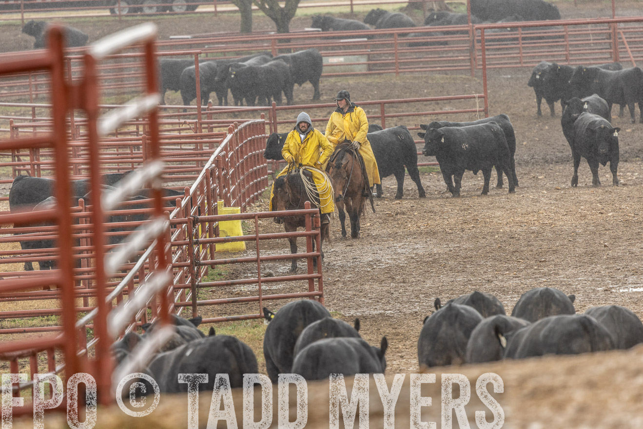 44Farms_Cameron_SpringBullSale_Feb2022-523211