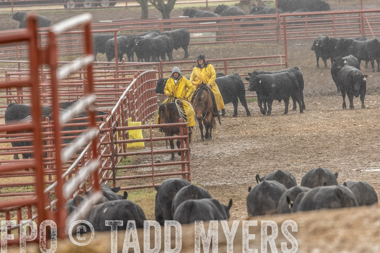 44Farms_Cameron_SpringBullSale_Feb2022-523212