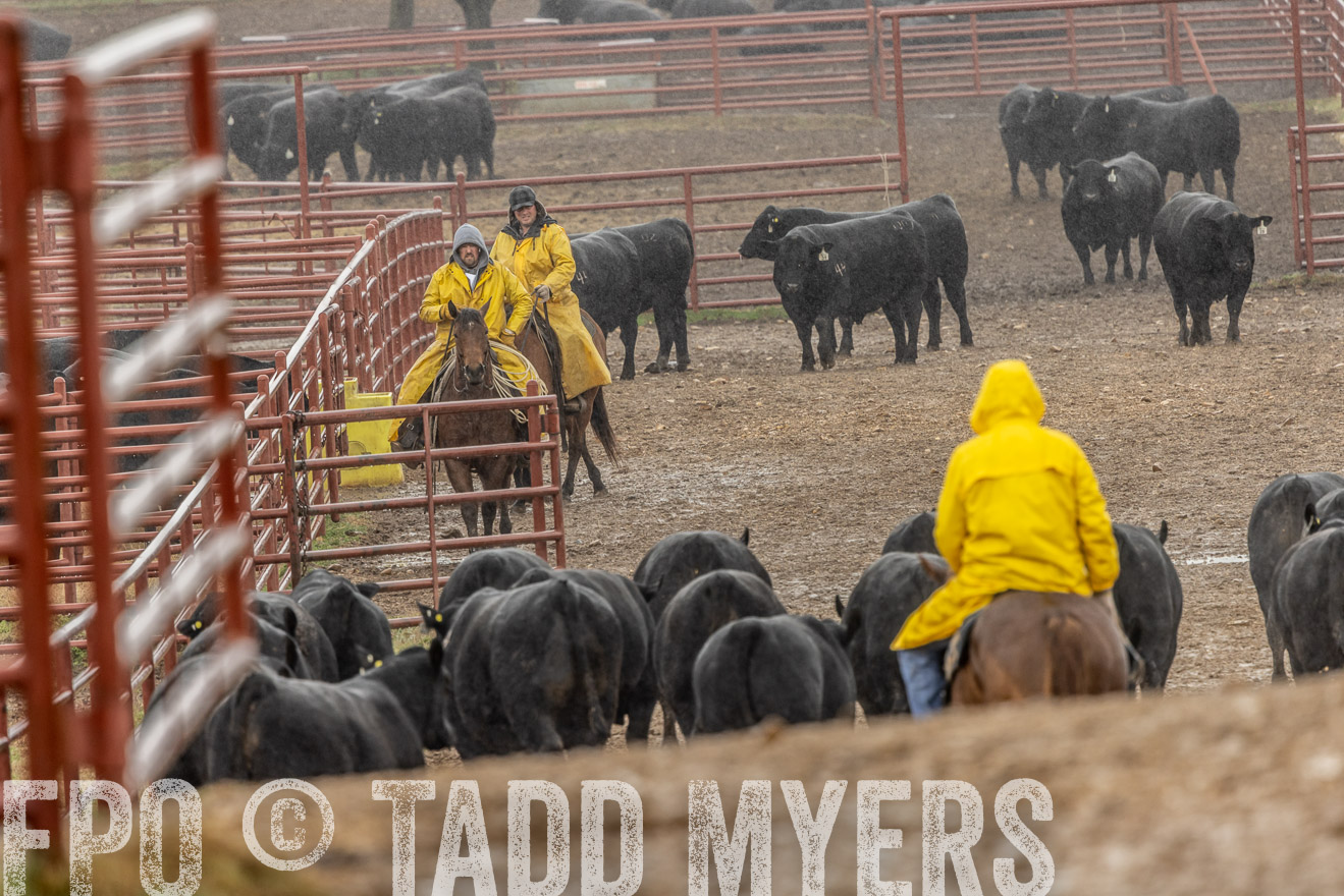 44Farms_Cameron_SpringBullSale_Feb2022-523222