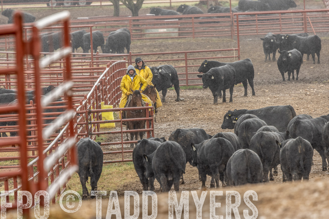 44Farms_Cameron_SpringBullSale_Feb2022-523241