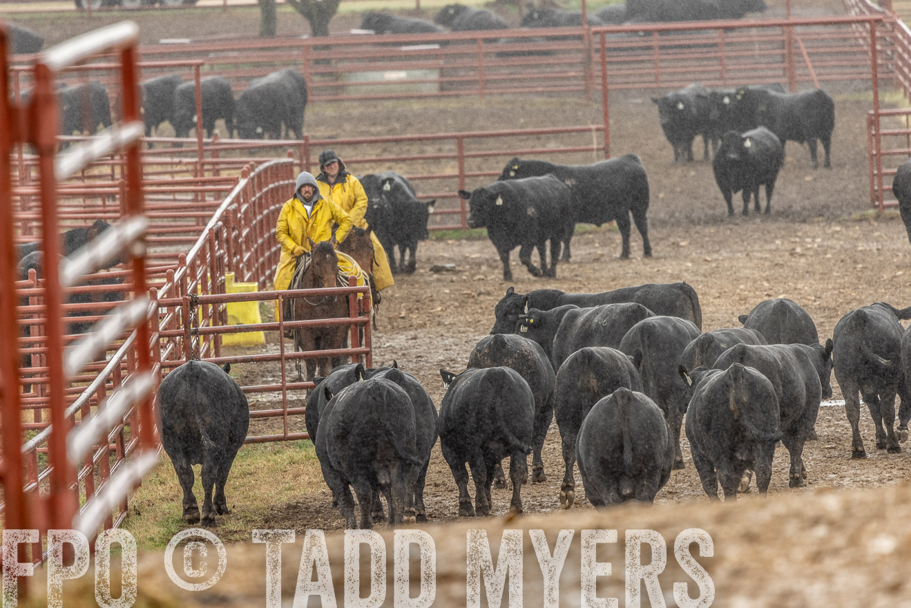 44Farms_Cameron_SpringBullSale_Feb2022-523248