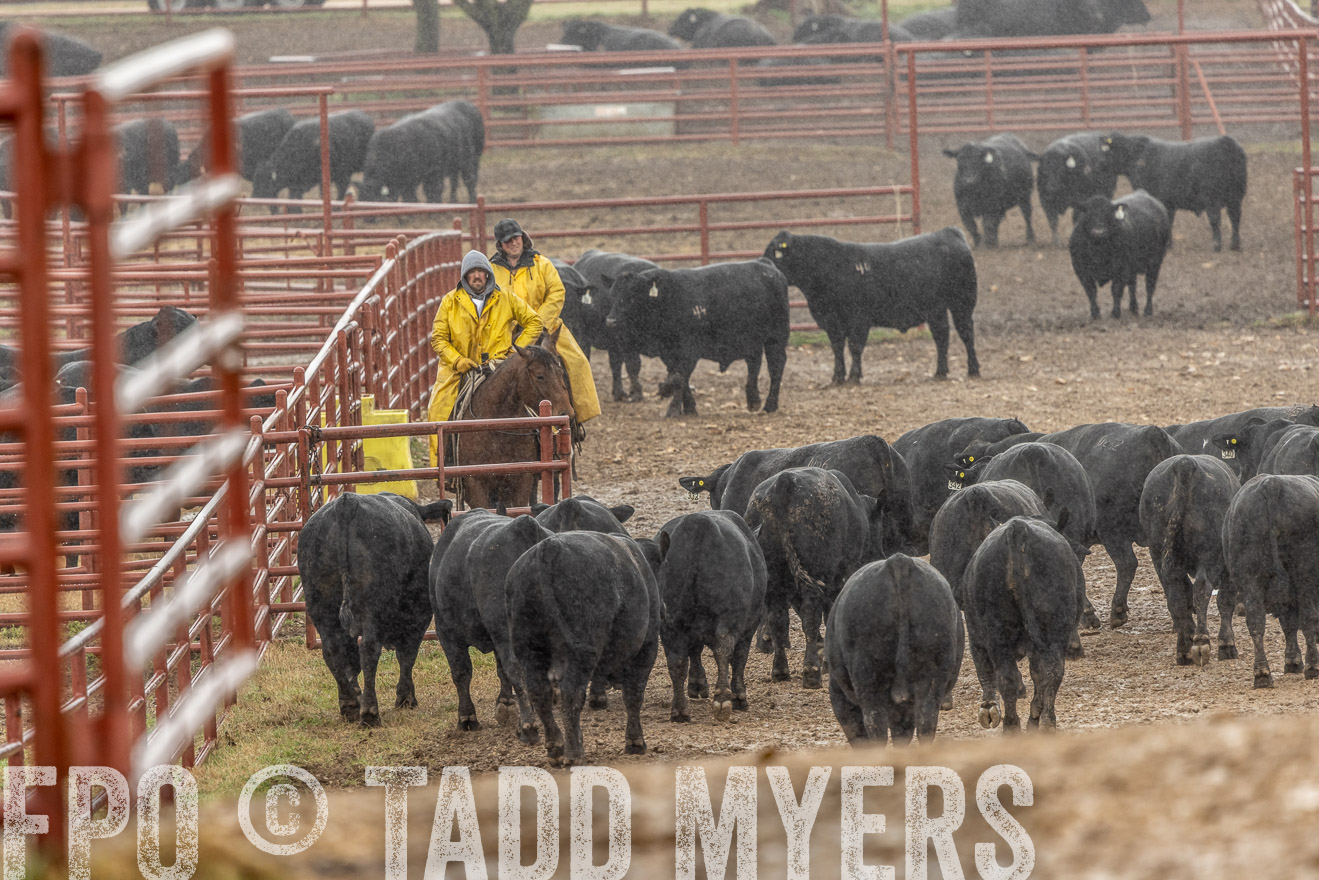 44Farms_Cameron_SpringBullSale_Feb2022-523252