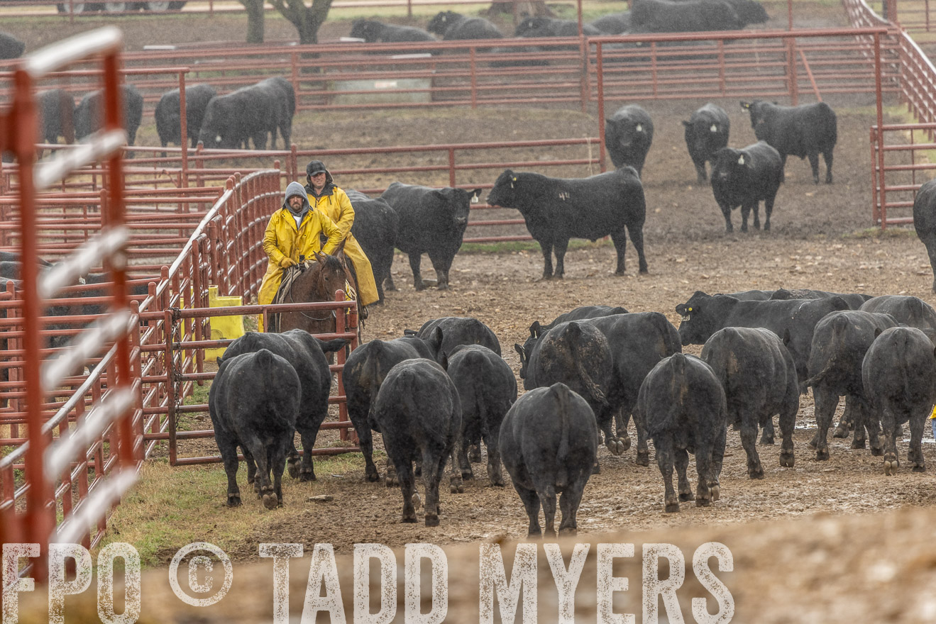 44Farms_Cameron_SpringBullSale_Feb2022-523261