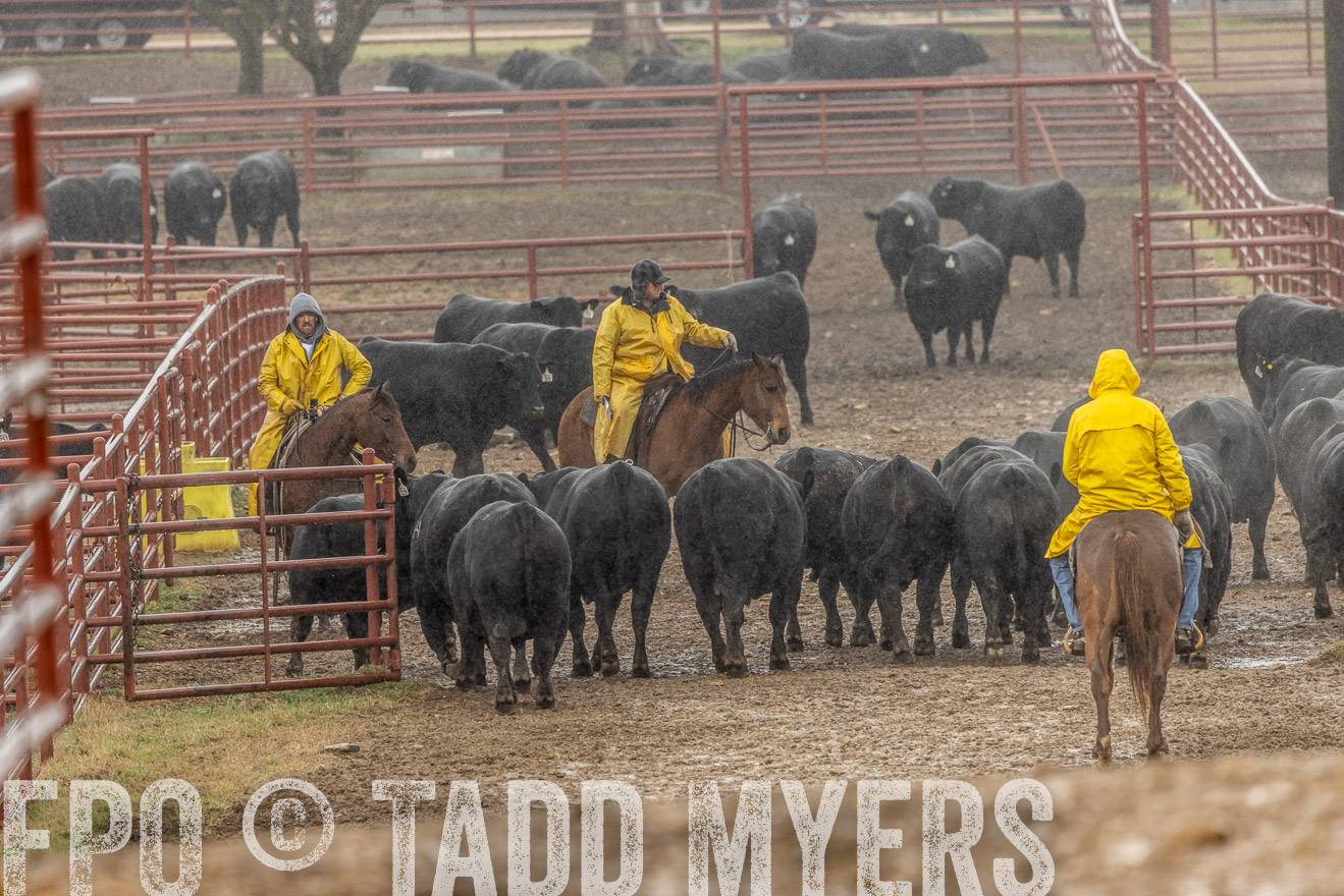 44Farms_Cameron_SpringBullSale_Feb2022-523273