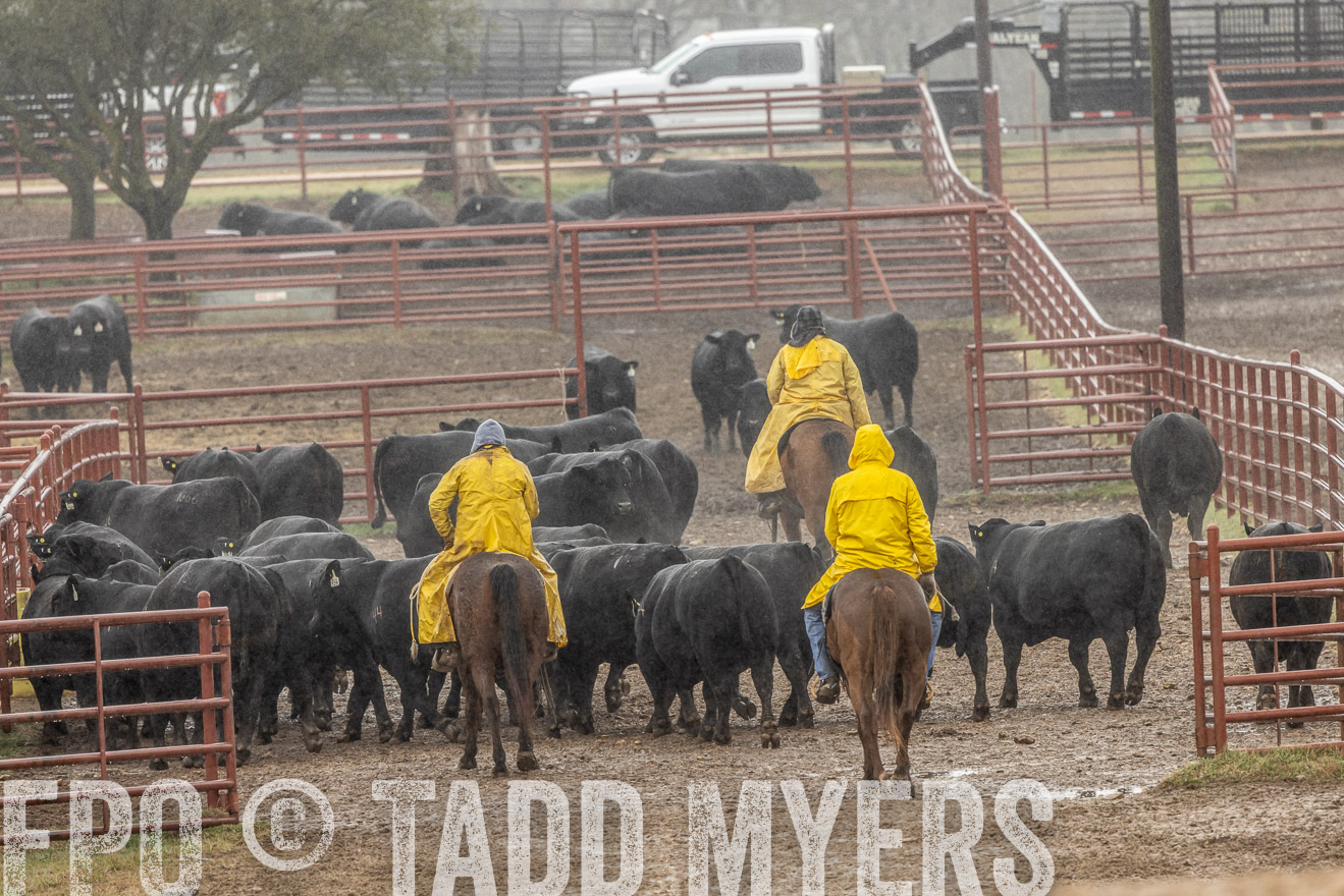 44Farms_Cameron_SpringBullSale_Feb2022-523295