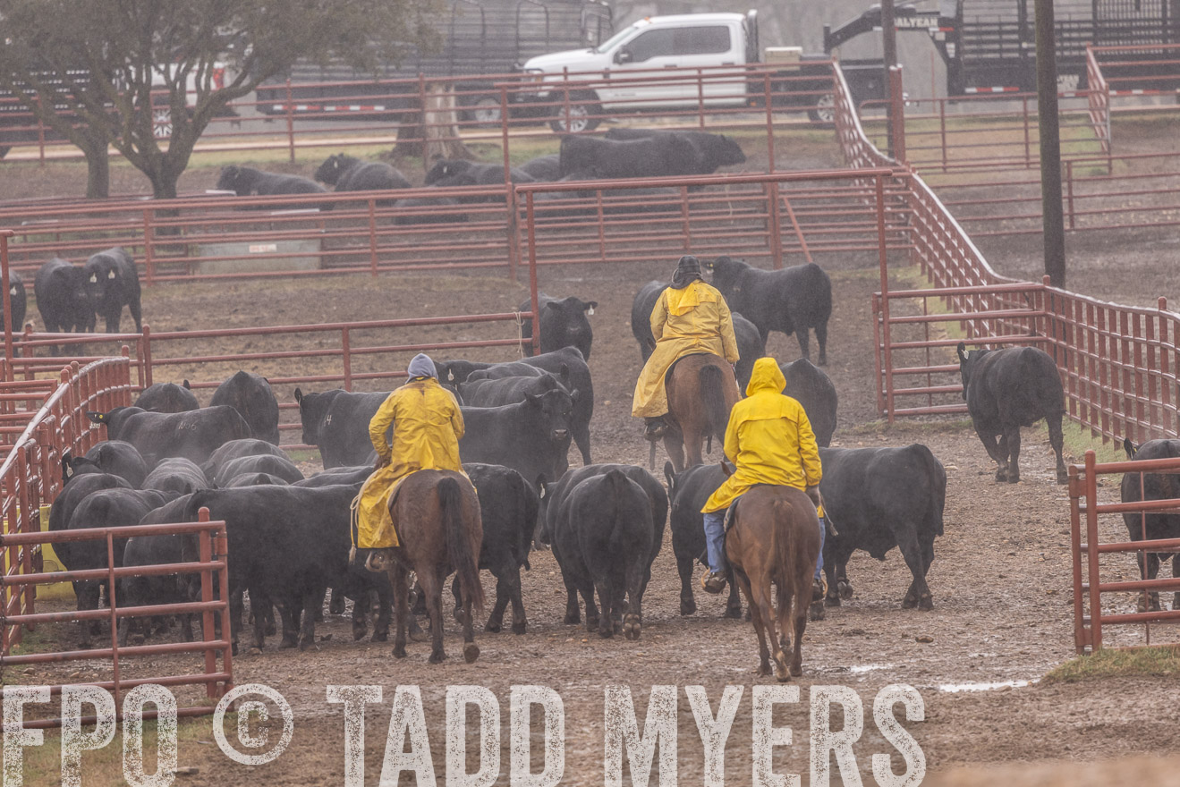 44Farms_Cameron_SpringBullSale_Feb2022-523301