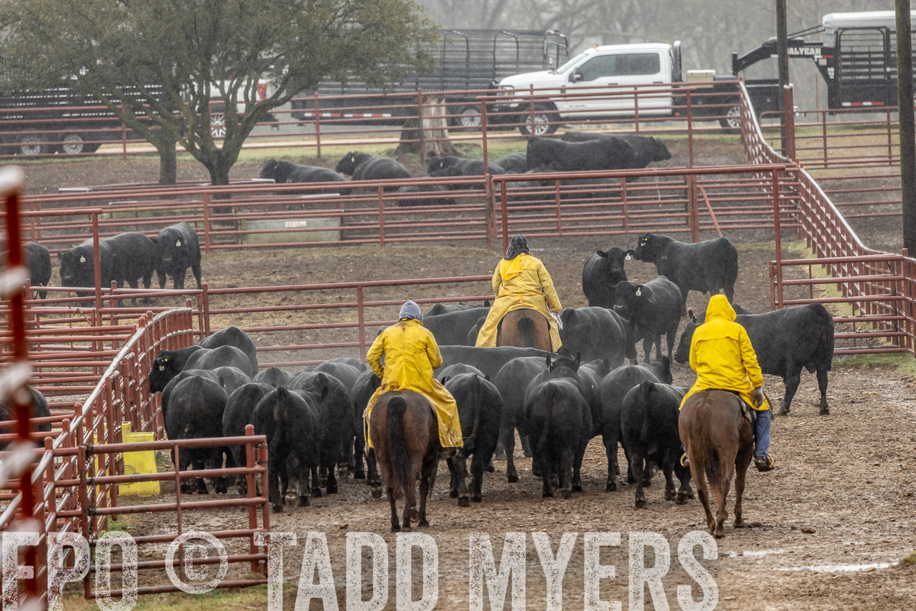 44Farms_Cameron_SpringBullSale_Feb2022-523309