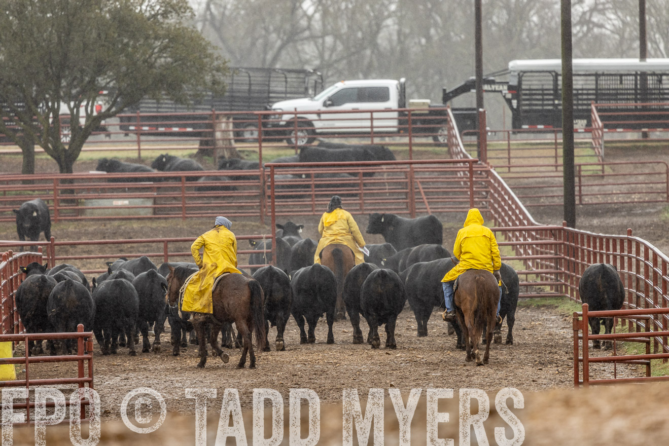 44Farms_Cameron_SpringBullSale_Feb2022-523330