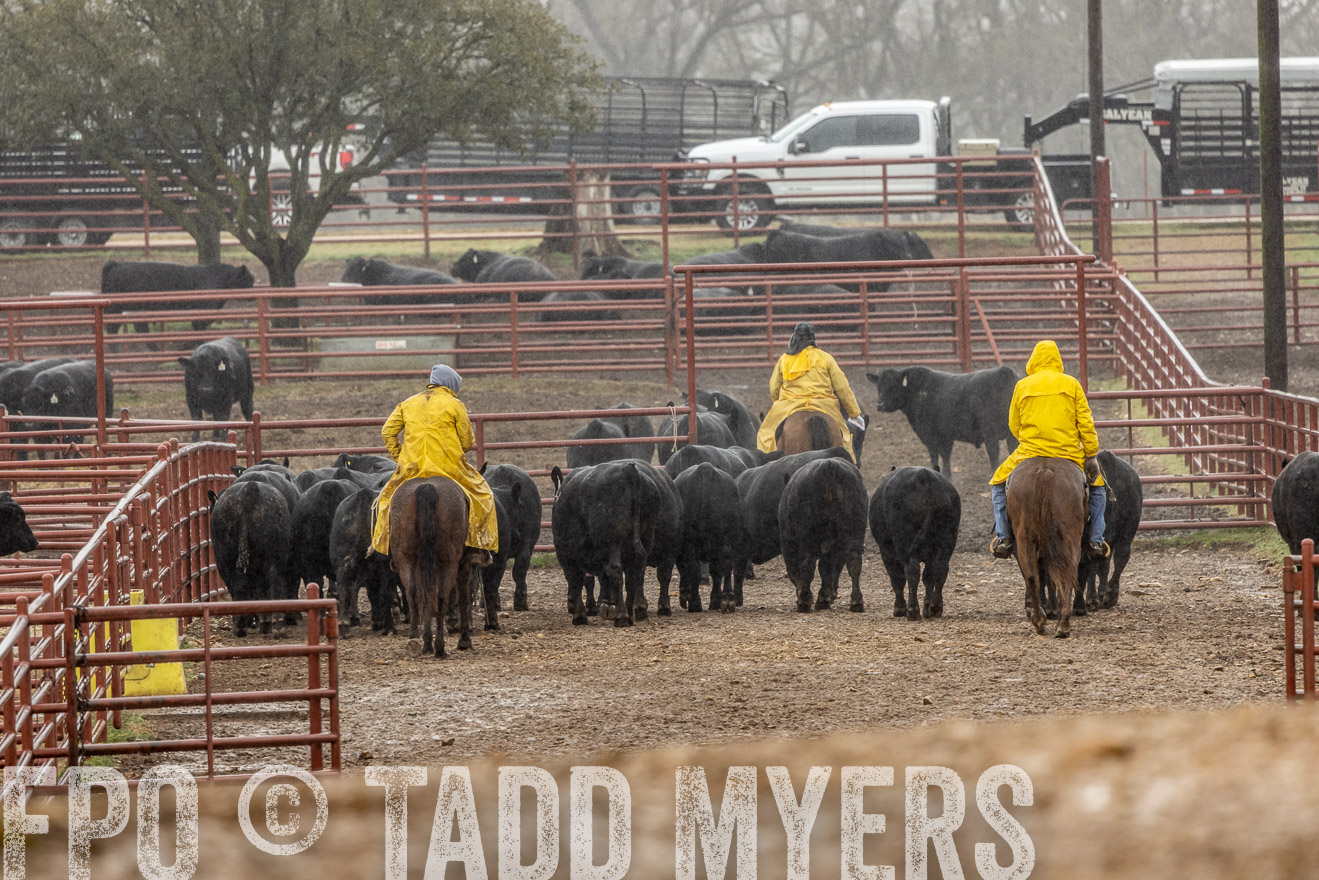 44Farms_Cameron_SpringBullSale_Feb2022-523344