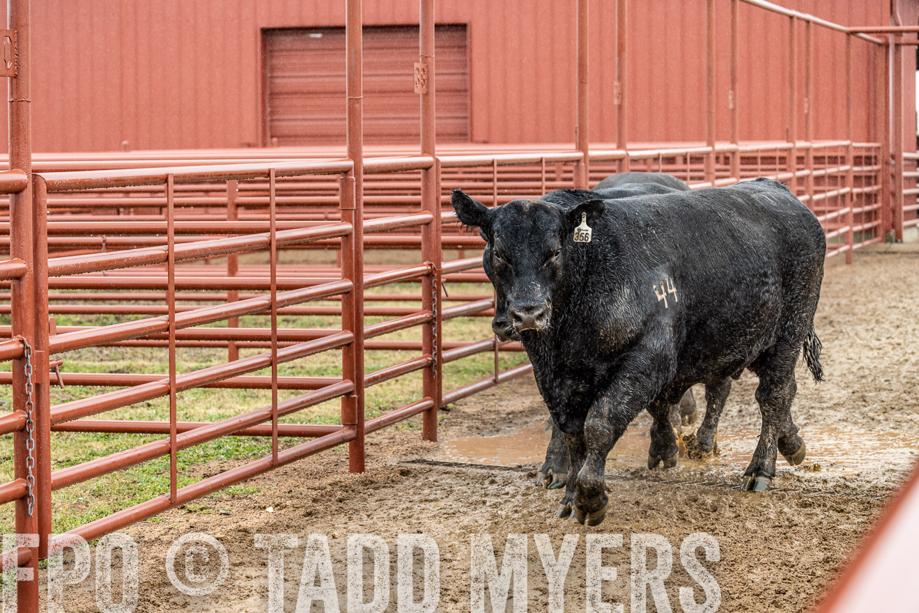 44Farms_Cameron_SpringBullSale_Feb2022-523357