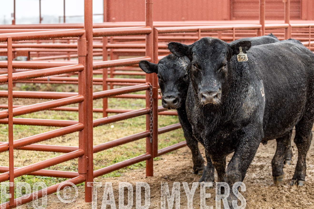 44Farms_Cameron_SpringBullSale_Feb2022-523366