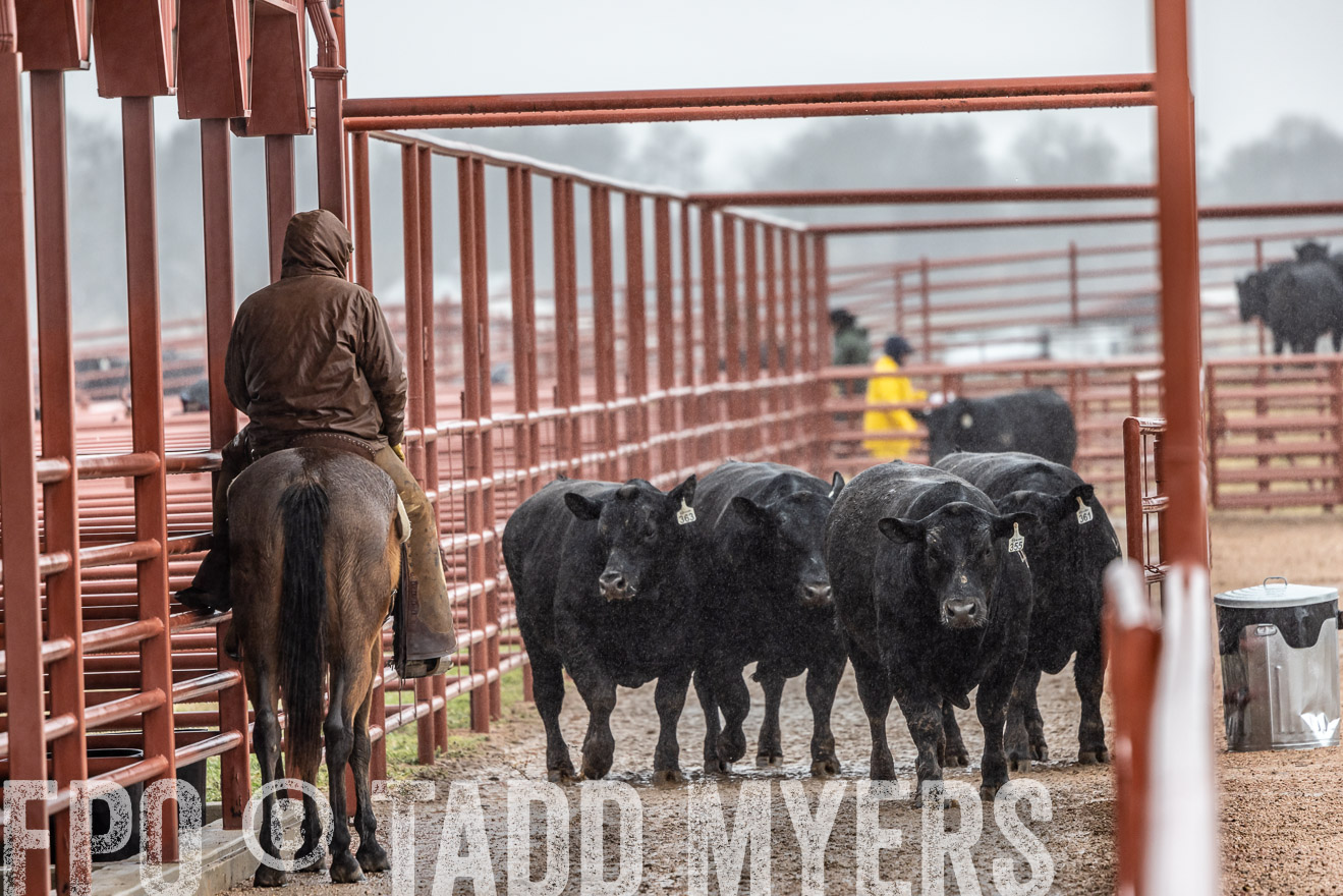 44Farms_Cameron_SpringBullSale_Feb2022-523376