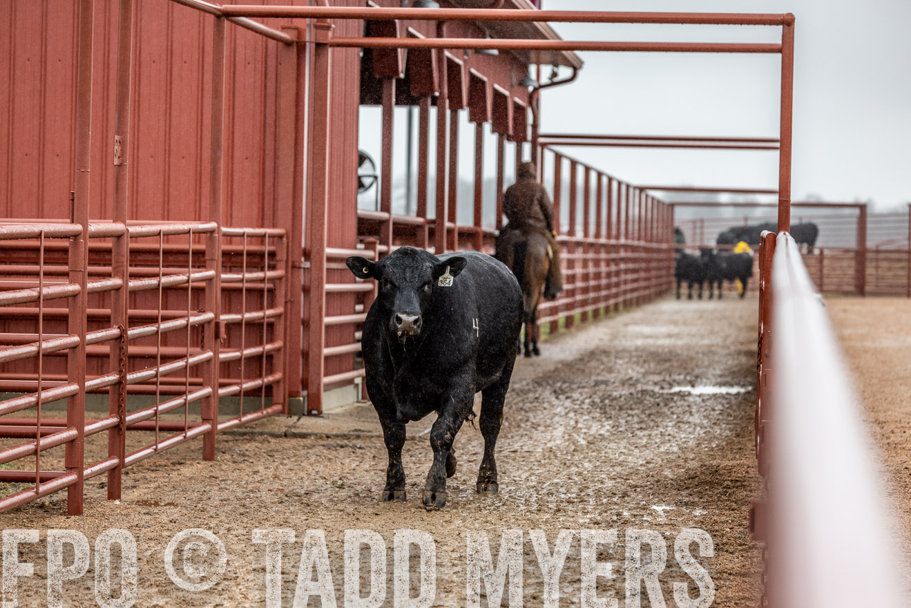 44Farms_Cameron_SpringBullSale_Feb2022-523426