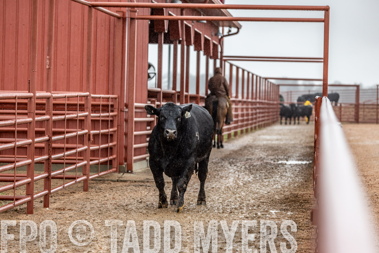 44Farms_Cameron_SpringBullSale_Feb2022-523427