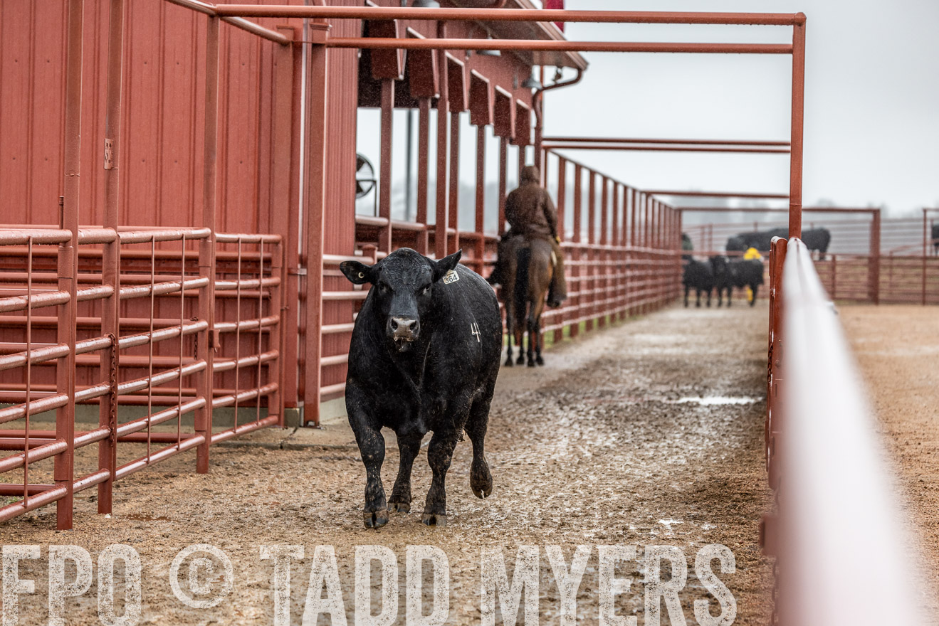 44Farms_Cameron_SpringBullSale_Feb2022-523429