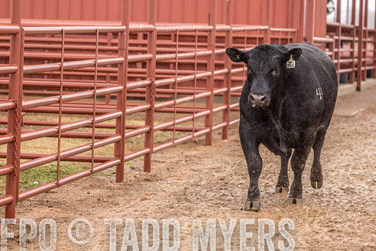 44Farms_Cameron_SpringBullSale_Feb2022-523438