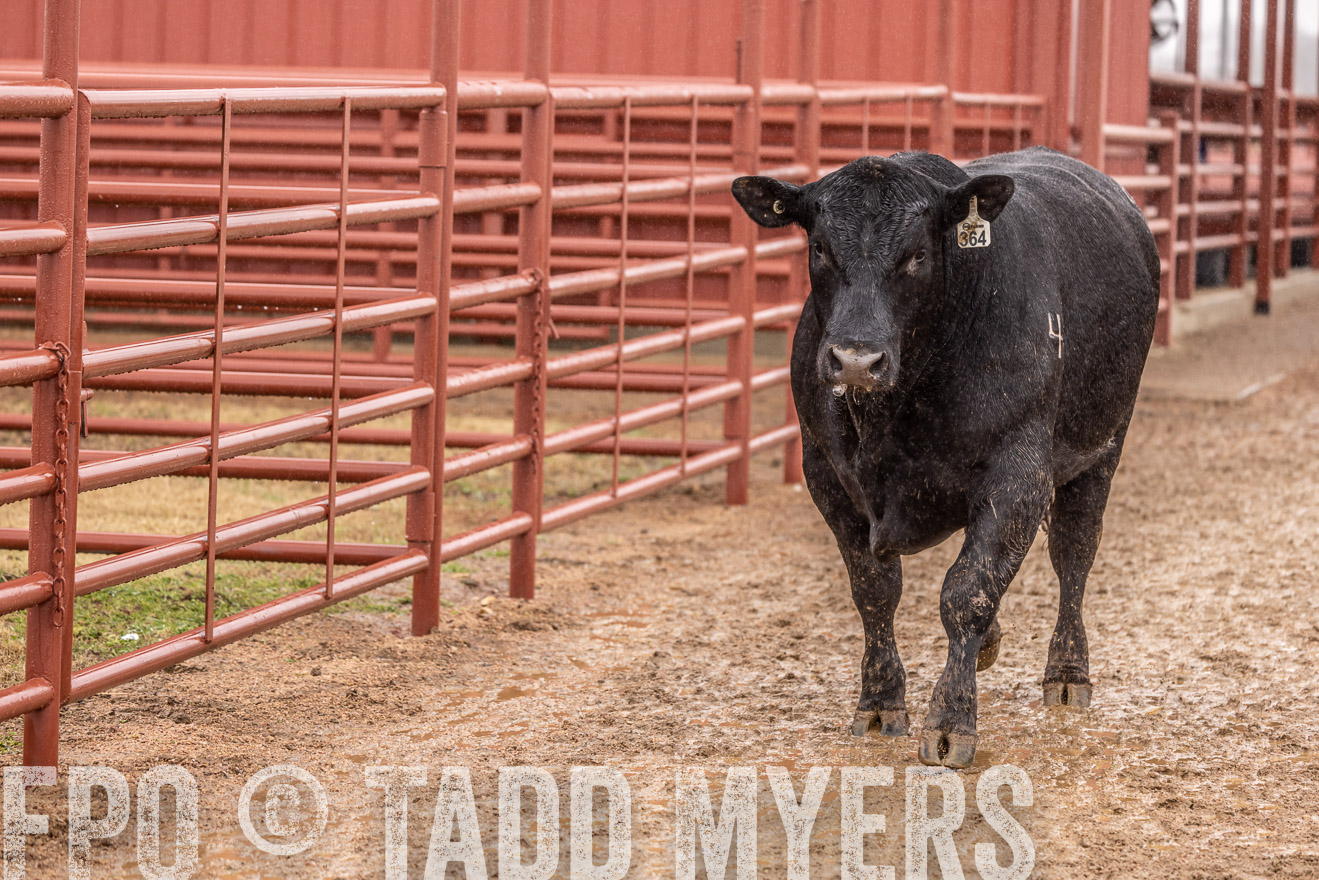 44Farms_Cameron_SpringBullSale_Feb2022-523441