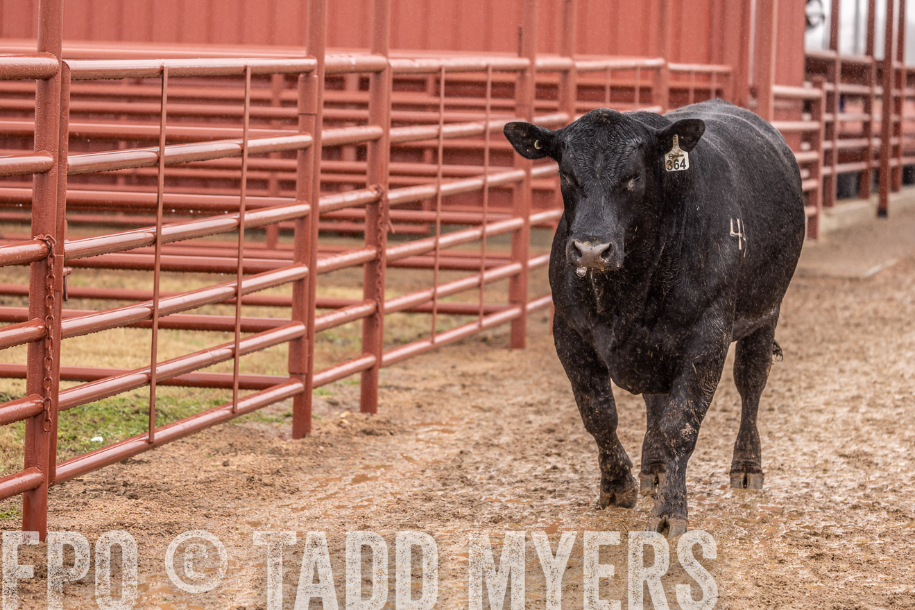 44Farms_Cameron_SpringBullSale_Feb2022-523442