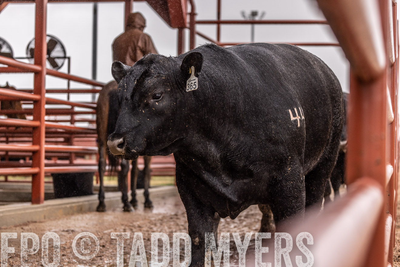 44Farms_Cameron_SpringBullSale_Feb2022-523457