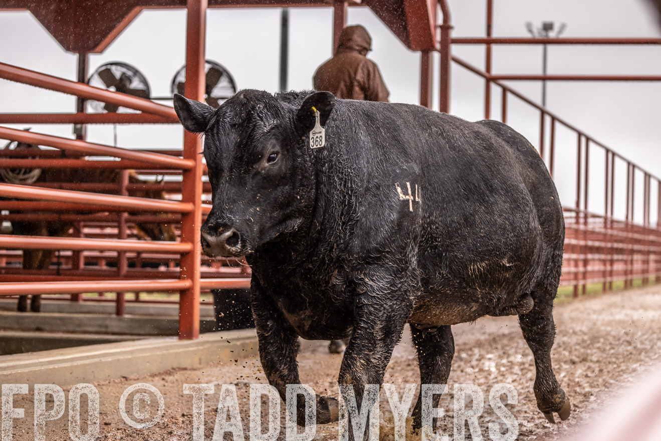 44Farms_Cameron_SpringBullSale_Feb2022-523487