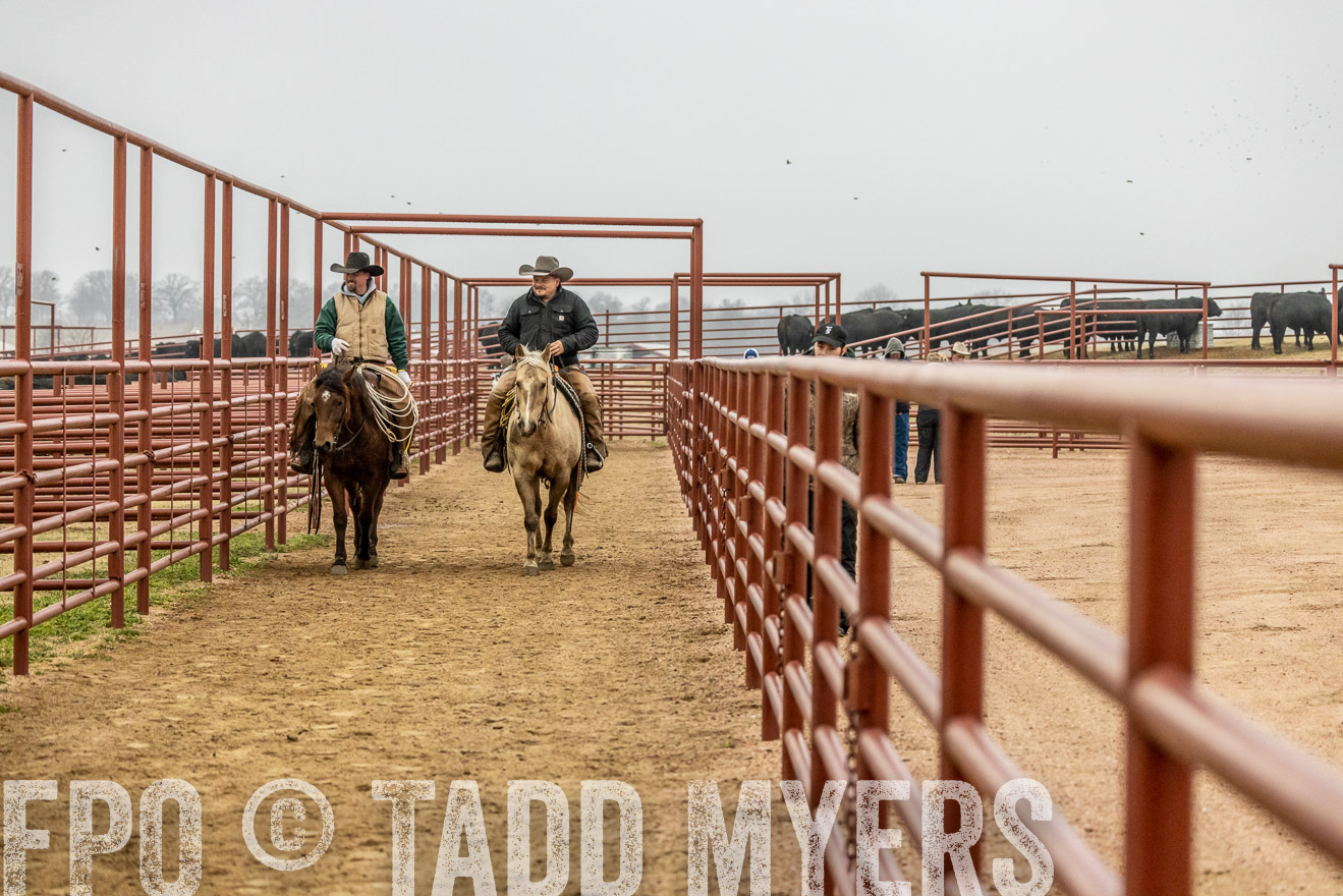 44Farms_Cameron_SpringBullSale_Feb2022-521312