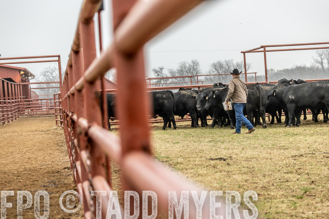 44Farms_Cameron_SpringBullSale_Feb2022-521374